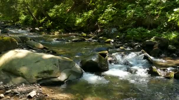 4K.Sunny Corriente con piedra y árbol. Panorama del paisaje — Vídeo de stock