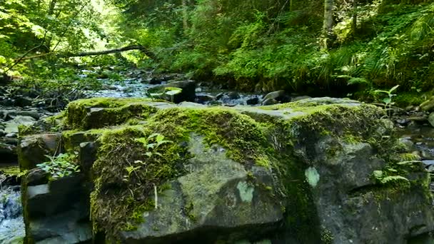 4K. Pierre, mousse verte et ruisseau. Paysage de Dolly  