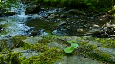 4 k. taş, yeşil yosun kadar yakın ve akış su ahşap. Dolly manzara ateş