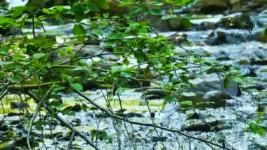 4k. Dere, nehir yaz ahşap su bulanık.. 