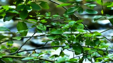 4k. Dere, nehir suyu yaz ahşap yeşil yaprakları. 