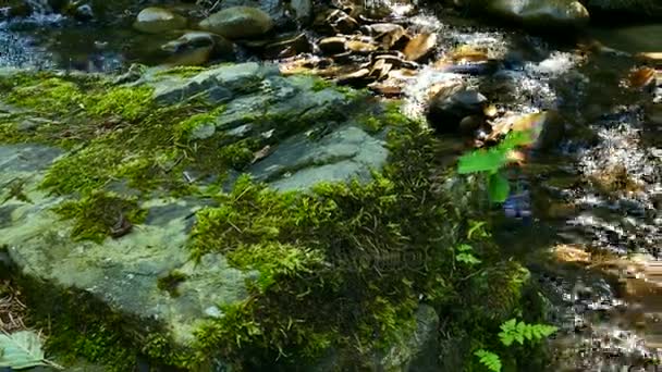 緑の苔と木ストリーム水 ドリー風景の撮影 — ストック動画