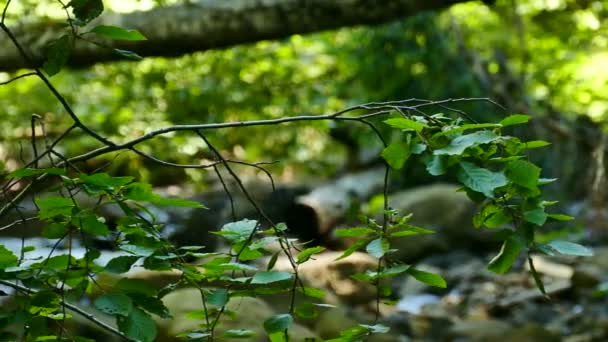 河水在夏天木头与绿叶 — 图库视频影像