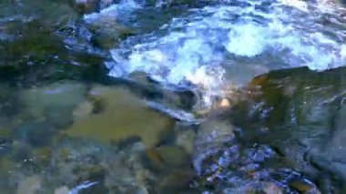 4k. Dere, nehir suyu yaz ahşap taşlı. Dolly üst vurdu