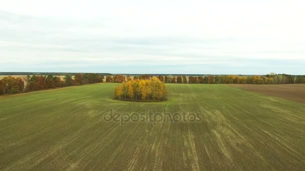 Aerial Fly Autumn Yellow Trees Rural Agricultural Field — Stock Video