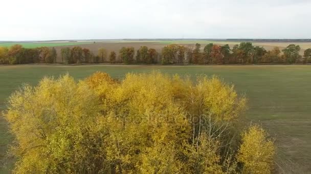  4K Aerial. Survolez les arbres jaunes d'automne sur le terrain agricole rural.Mouvement arrière 