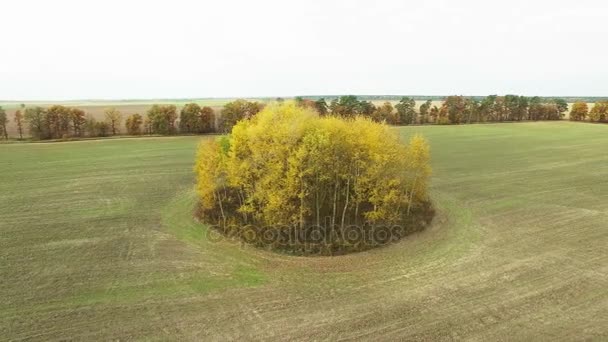 Antenowe Okolicy Żółte Drzewa Polach Uprawnych — Wideo stockowe