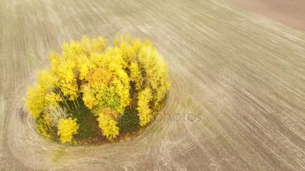 天线在农田上和周围的黄树群 — 图库视频影像