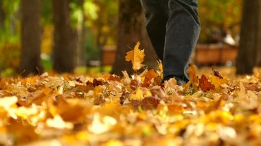 Sarı ağaçlar ile sonbahar Central park adam yürümek. Taşımak için kamera ayağı.