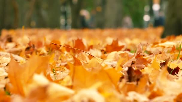 Zeitlupe Herbst Central Park Mit Gelben Blättern — Stockvideo