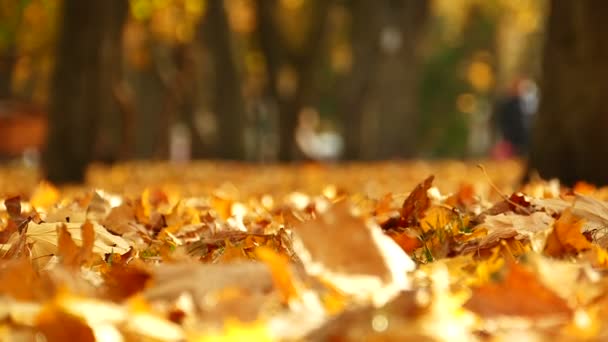 Herbst Central Park Mit Abgefallenen Gelben Blättern — Stockvideo