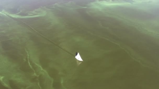 Antenne Fliegen Weiße Kleine Jacht Grün Von Algen Meeres Draufsicht — Stockvideo