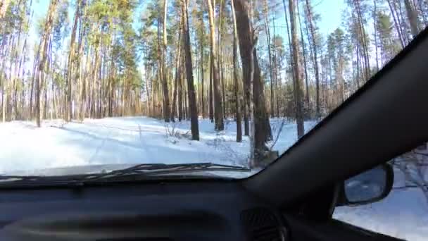 車移動の森のサロンからの眺め Pov クリップ — ストック動画