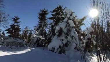 Kar kış ormanı. Panorama.