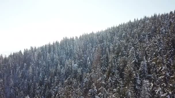 Aérien Heure Hiver Montagne Avec Pins Enneigés — Video