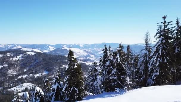 雪中有松树的冬山 — 图库视频影像