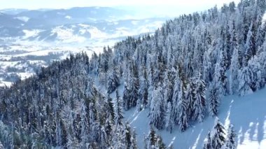  4k. Hava. Kış dağ tepe karda pines ile. Güneşli gün 