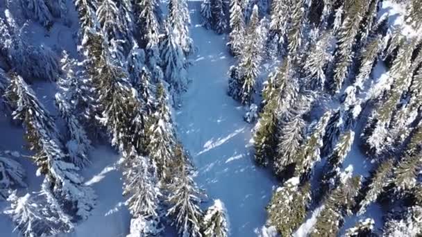 Aerial Winter Dağlar Ahşap Pines Karda Üstten Görünüm — Stok video