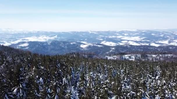 Aerial Montañas Invierno Con Madera Pinos Nieve — Vídeos de Stock