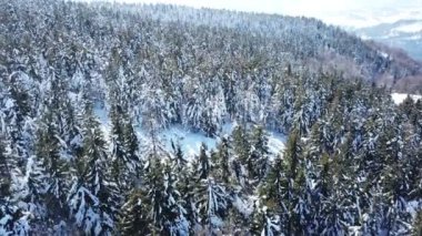 4k. Ahşap ile Aerial.Winter Dağları. Karda büyük çam. 