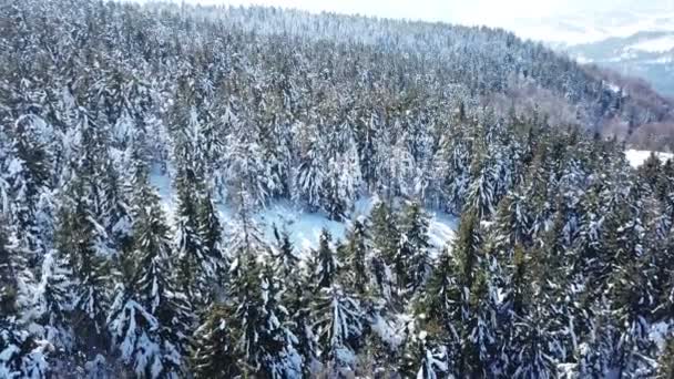 Aerial Winter Hory Dřevem Velké Borovice Sněhu — Stock video