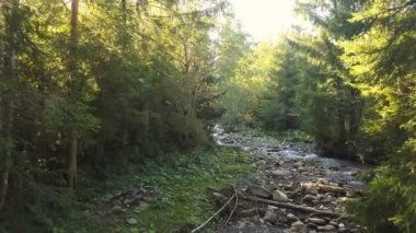 4k .Aerial. Dağ nehri üzerinden uçmak, güneş ışığı, odun. Doğa takımı.