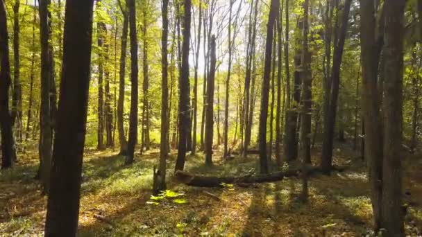 Aerial Slow Fly Autumn Sunny Yellow Wood Sunlight Fallen Leaves — Stock Video