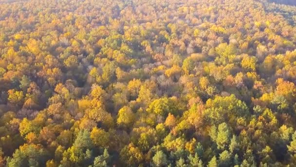 Aeriał Powoli Piękna Mucha Nad Jesiennym Żółtym Drewnem Krajobraz — Wideo stockowe