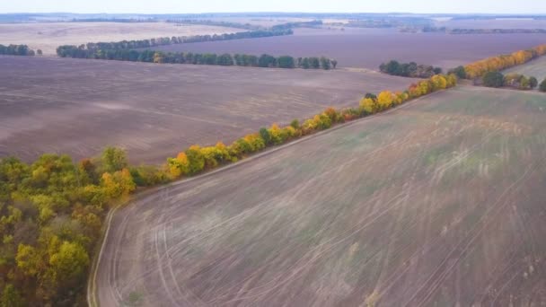 Aerial Campos Agrícolas Outono Com Linha Árvores Amarelas Traços Trator — Vídeo de Stock