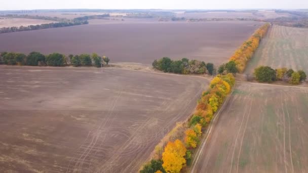 Aerial Autumn Agricultural Fields Yellow Trees Line Tractor Traces — Stockvideo