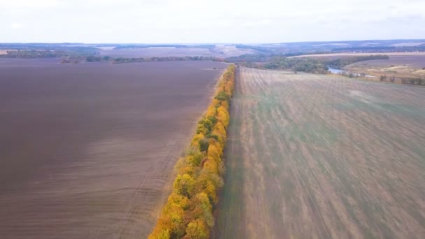4K Aerial. Champs agricoles d'automne avec ligne d'arbres jaunes et rivière . 