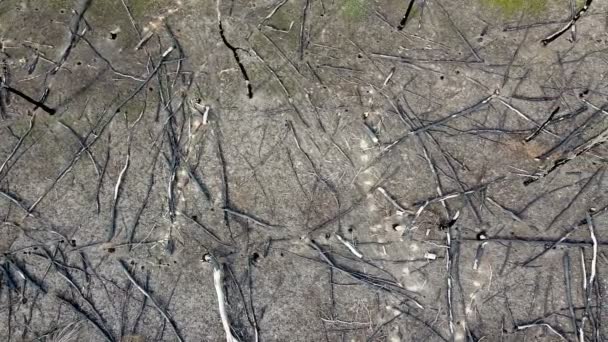 Aérea Volar Sobre Madera Después Del Incendio Forestal — Vídeo de stock