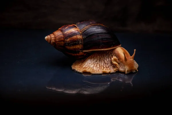 Big African snail Achatina. Exotic pet not allergic.