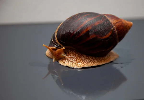 Big African Snail Achatina Exotic Pet Allergic — Stock Photo, Image