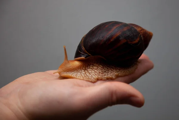 Big African snail Achatina. Exotic pet not allergic.