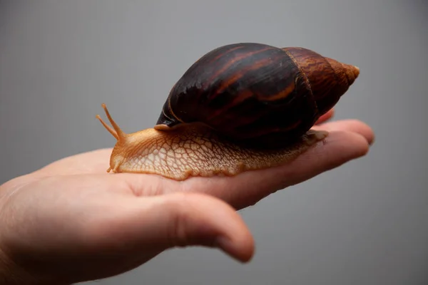 Grande Caracol Africano Achatina Animal Estimação Exótico Não Alérgico — Fotografia de Stock