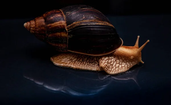 Big African Snail Achatina Exotic Pet Allergic — Stock Photo, Image