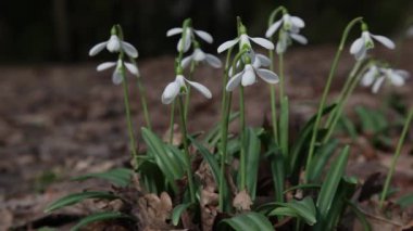 Kar damlaları çiçek açıyor. Bahçede beyaz narin çiçekler, güneş ışığı. İlkbaharda ilk güzel kar damlası. Bahar ormanlarında Galanthus Nivalis çiçek açtı.
