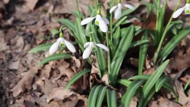 Snowdrops Blooming White Delicate Flowers Snowdrops Garden Sunlight First Beautiful — Stock Video