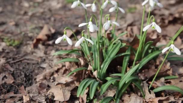 雪花绽放 洁白娇嫩的花朵飘落在花园 阳光下 第一片美丽的普通雪片 在春天的森林里盛开的石榴 — 图库视频影像