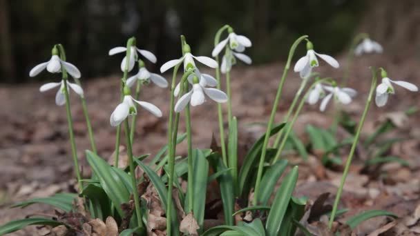 Snowdrops Blooming White Delicate Flowers Snowdrops Garden Sunlight First Beautiful — Stock Video