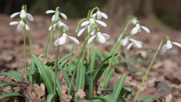 Sneeuwklokjes Bloeien Witte Delicate Bloemen Sneeuwklokjes Tuin Zonlicht Eerste Mooie — Stockvideo