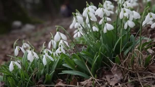 雪花绽放 洁白娇嫩的花朵飘落在花园 阳光下 第一片美丽的普通雪片 在春天的森林里盛开的石榴 — 图库视频影像