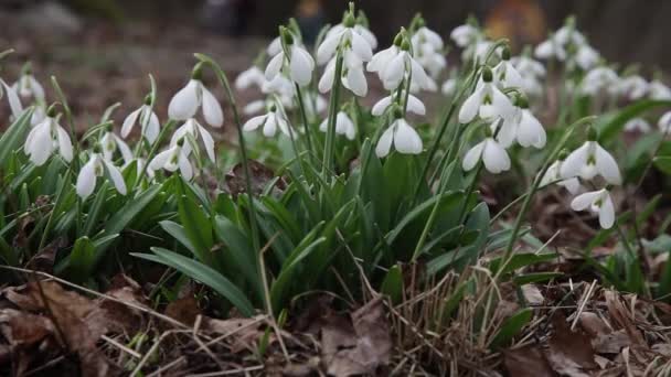 雪が降ってる 日光の白い繊細な花の雪滴 春に最初の美しい一般的な降雪 春にはガランサス ニヴァリスが咲きます — ストック動画