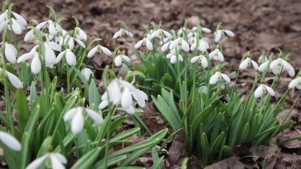 Gotas Nieve Floreciendo Flores Blancas Delicadas Nevadas Jardín Luz Del — Vídeos de Stock