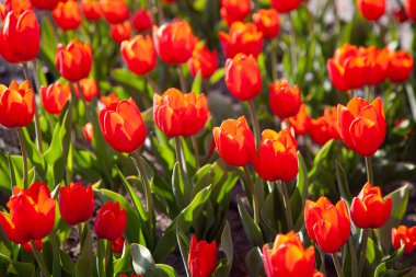 Kırmızı lalelerin arka planı. Çayırdaki güzel lale. Baharda güneş ışığında çiçek tomurcuğu. Çiçeklerle süslenmiş. Lale yakın plan. Kırmızı çiçek
