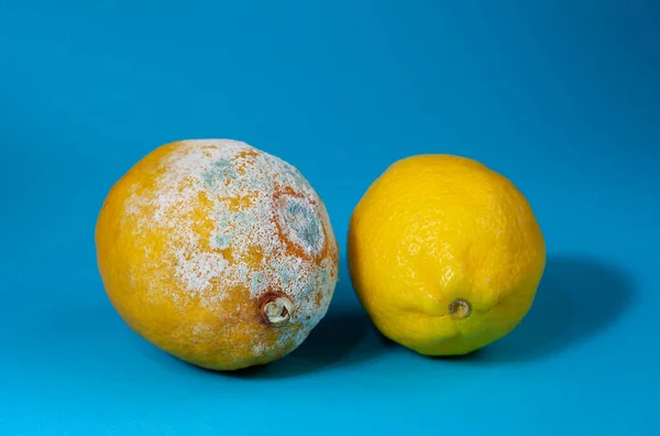 Moldy lemon on a blue background. Botulism spores on spoiled fruit. Rotten lemon. Spoiled, expired product on isolated background with place for text.