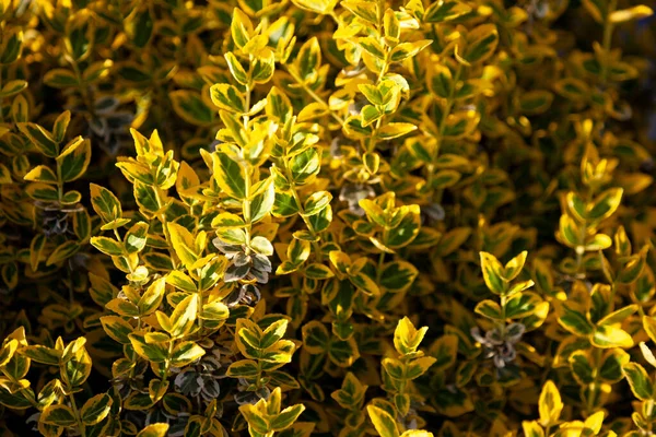 緑の葉のパターン 太陽のバックライトで美しい茂み 自然な背景 黄色の葉 — ストック写真