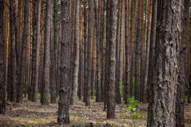 Yoğun çam ormanı. Gemi çam sandıkları. Uzun kozalaklı ağaçlar. Karpat Dağları Ormanı. Ağaçların arka planı. Şablon. Doğa manzarası. Güzel kahverengi ağaç.