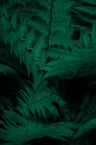 Fern zostawia tło. Zielone liście krzaka. Wolna przestrzeń. Zielona dzika roślinność w przyrodzie do projektowania tła tematu przyrody. Rośliny liściaste w naturze. Zielone tło — Zdjęcie stockowe